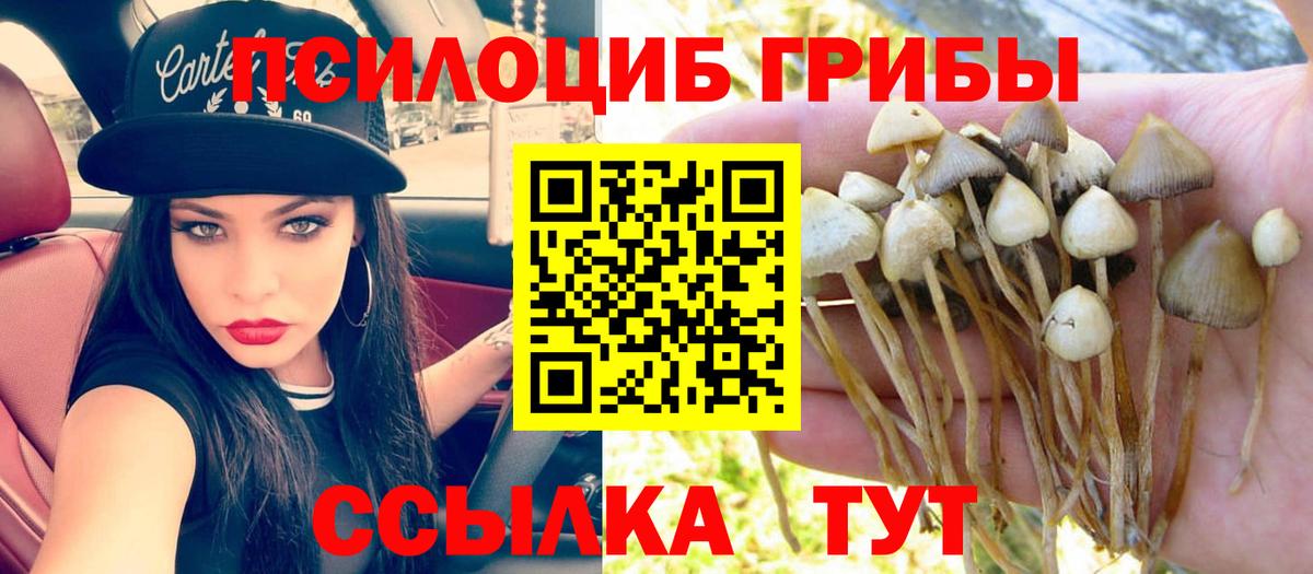 Дзержинск  Псилоцибиновые грибы Psilocybine cubensis  Вход с VPN 